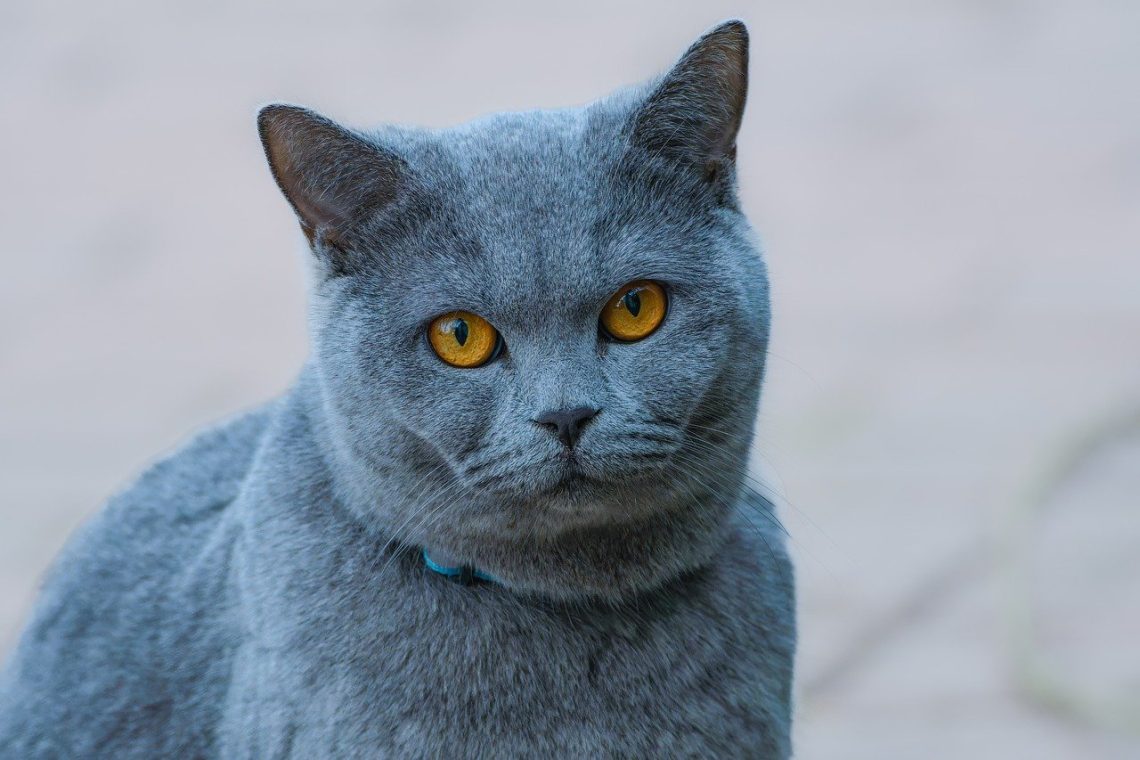 Croquettes pour chats seniors